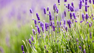 Aromatherapy Benefits of Lavender-Infused Shower Experiences