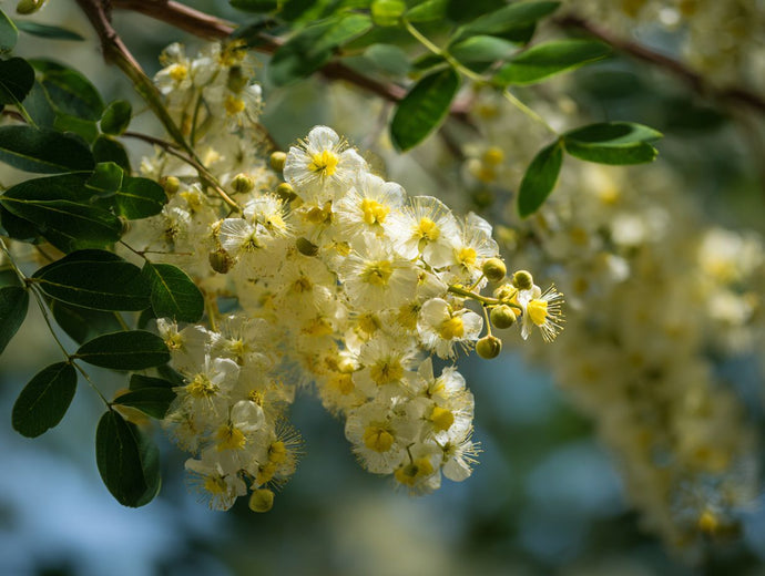 Acacia Blossom: The Unexpected Aromatherapy Powerhouse