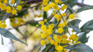 Acacia Blossom: The Unexpected Aromatherapy Powerhouse