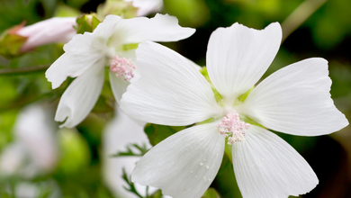 Musk Aromatherapy: The Luxury Scent's Wellness Benefits